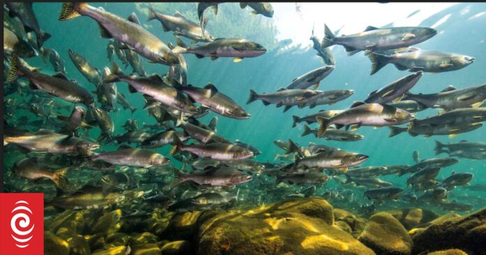 Open ocean salmon farm bid declined, despite economic benefits
