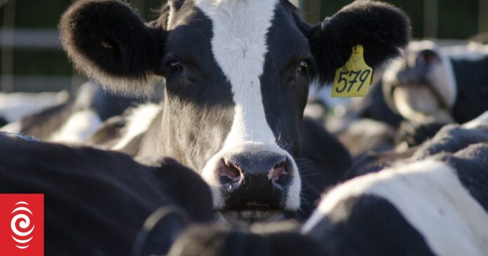 Lower Chinese demand prompts Fonterra to cut milk price payout range