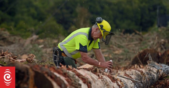 Forestry industry hit as WorkSafe cuts funding safety programmes